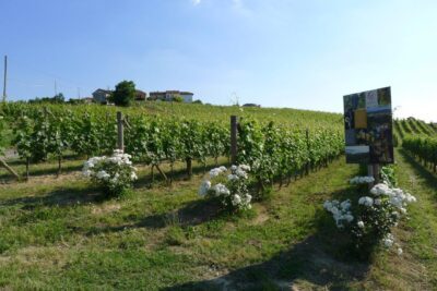 Cascina-Castlèt