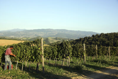 montecucco