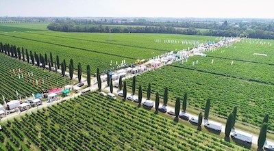 enovitis-in-campo