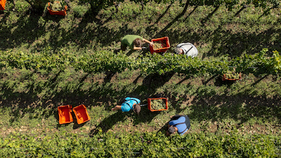 vinevo-vigna
