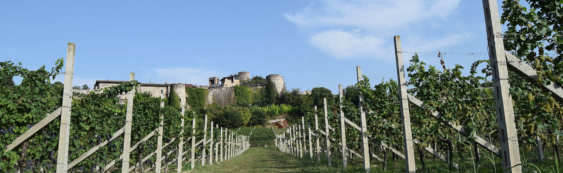 Azienda Vitivinicola Zenegaglia