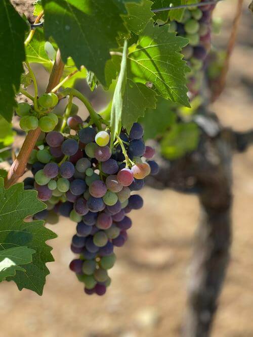 vigna-montalcino
