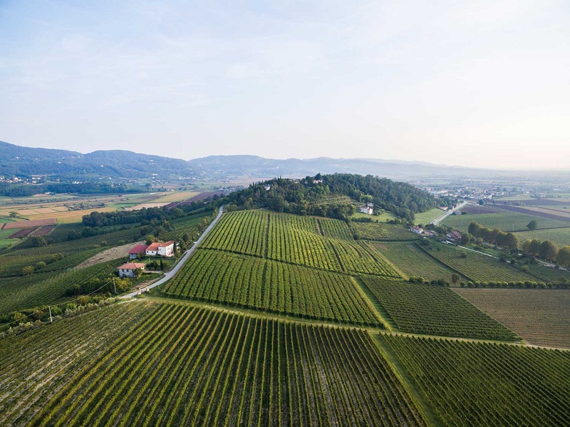 Pollice alto per la vendemmia 2019 di Vitevis