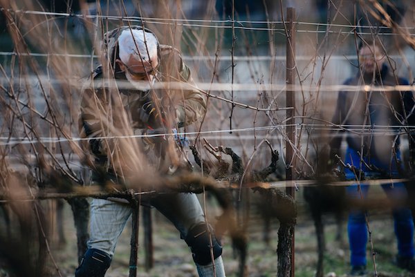Il 9 marzo 2019 in Franciacorta il 1° Pruning Contest ideato e organizzato da Simonit&Sirch