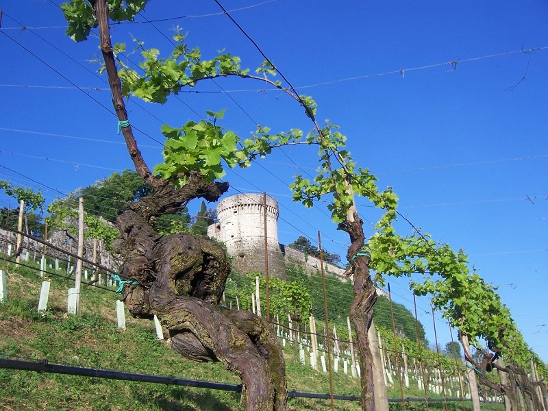 4 Vigneto Pusterla Brescia