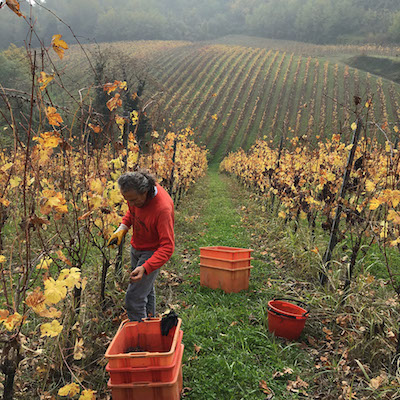 Sabato 16 giugno visita con degustazione a Tenuta Il Plino