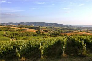 Cantine Lungarotti Torgiano Vigneti E1491925489613