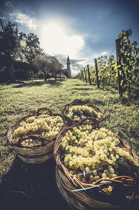 Castello Di Semivicoli Vineyard