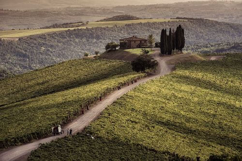 castiglion-del-bosco-vineyard