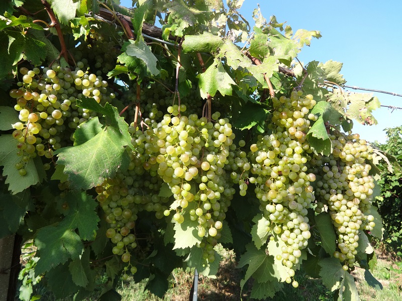 Collis 15 09 08 Immagini Vendemmia Prosecco 160