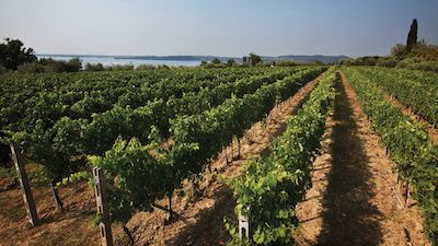 Consorzio Tutela Lugana Doc