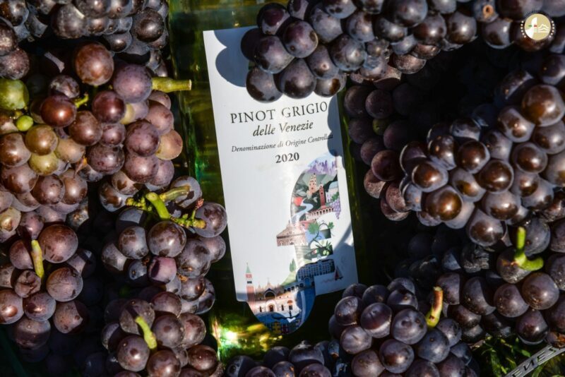Delle Venezie Grape E1649850767192