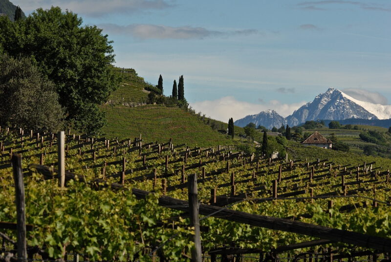 Diversity Of Alto Adige C Gianni Bodini Scaled E1614780108889