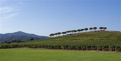 Doc Maremma Toscana 10