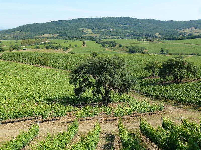 La Doc Maremma Toscana pronta per Vinitaly