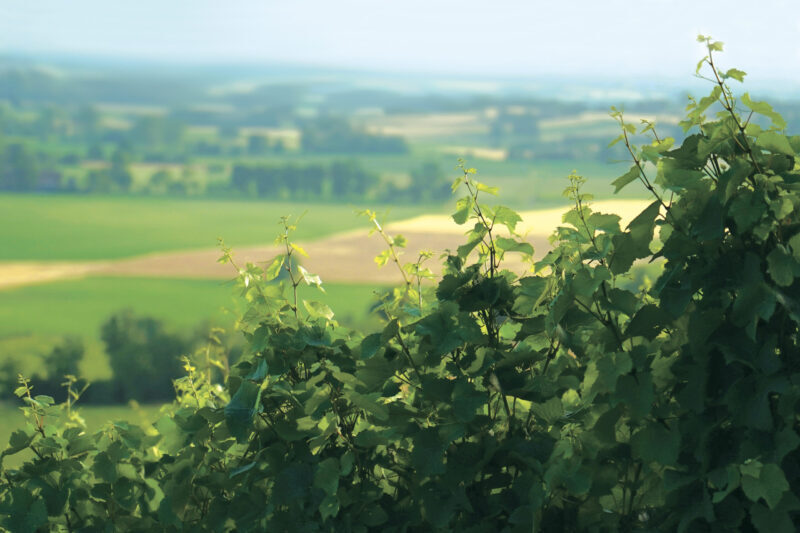Cantina di Vicobarone: è ProWein il nuovo appuntamento internazionale per promuovere la qualità