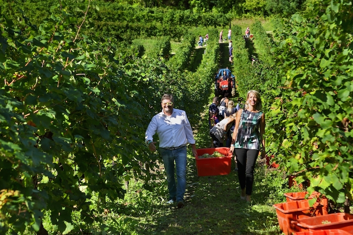 Le Manzane (TV), domenica 8 settembre 2019 vendemmia solidale per la ricerca sulla SLA