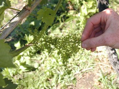 Fem Impollinazione Del Fiore Di Vite