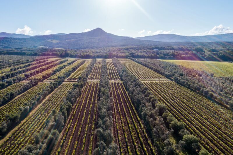 La prima Edizione di Bolgheri DiVino celebra un territorio vinicolo unico e coeso nella ricerca dell’Eccellenza