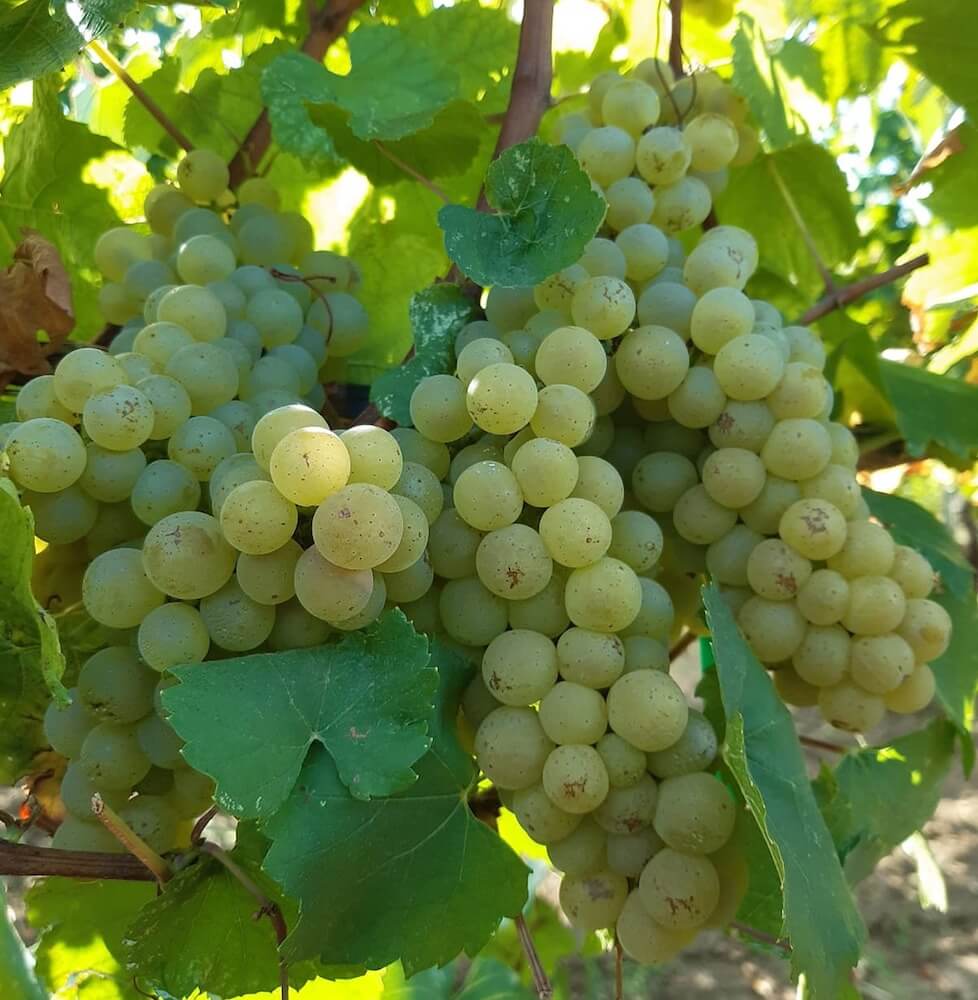 Grappolo Di Ortrugo