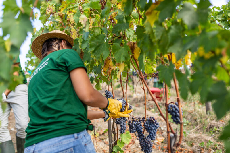 Harvest Experience Castiglion Del Bosco 1 Scaled E1630575815645