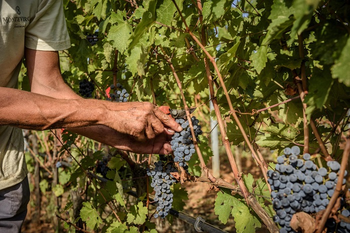 Harvest