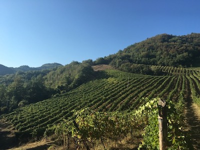 Il Pratello Vigna1
