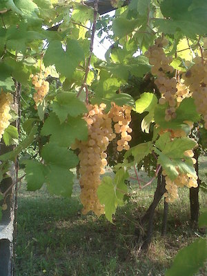 Imola