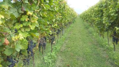 Incontro Civit Vigneti Sperimentali San Dona Fem