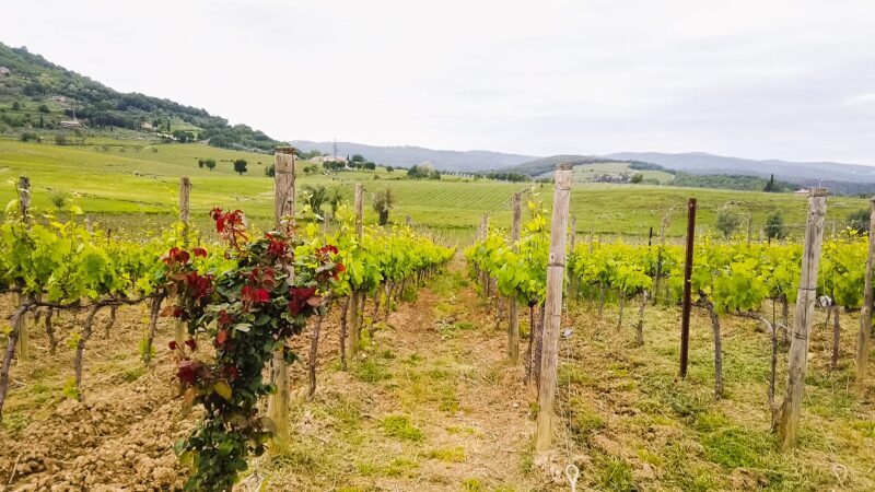 Montalcino Vigneti 2 E1621234607304