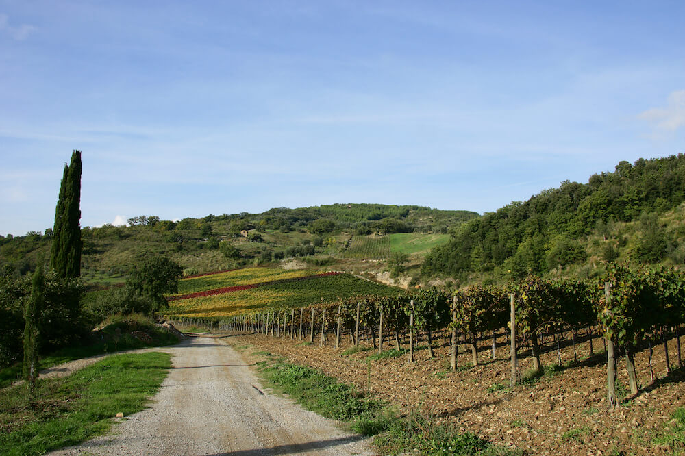 Montecucco Vigneti