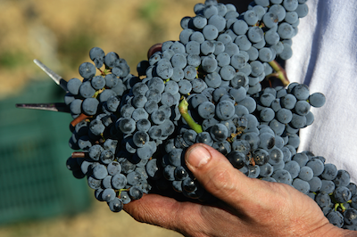 Il Montecucco presente alla prossima edizione del Festival agri-rock Collisioni