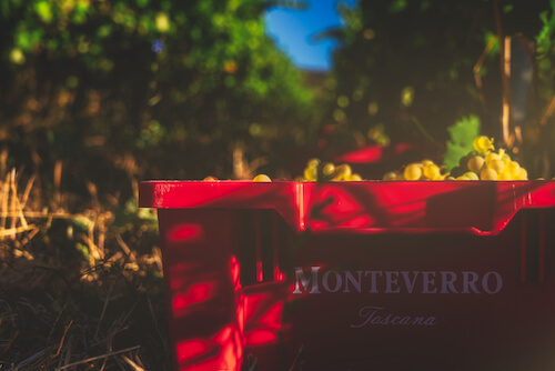 montevrro-vendemmia