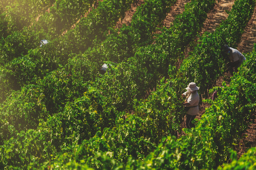 montevrro-vendemmia