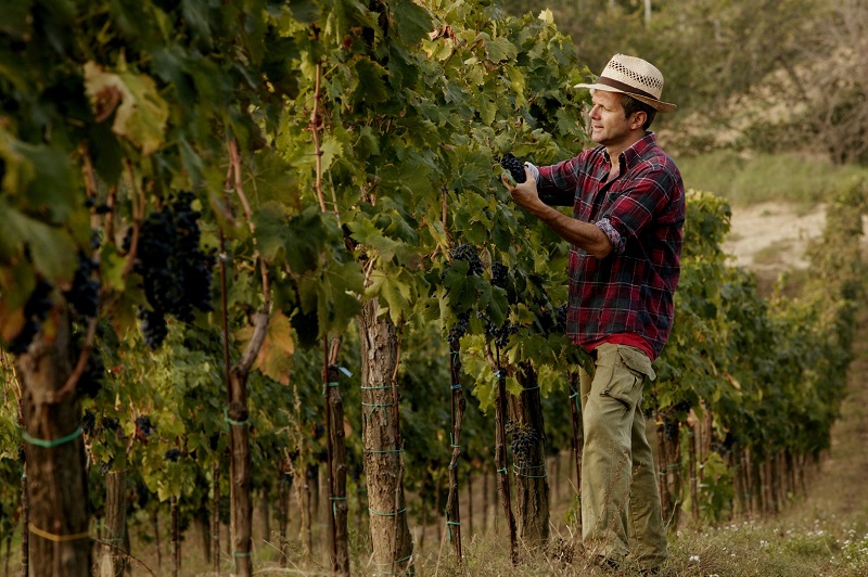 Paolo Beretta In Vigna 1