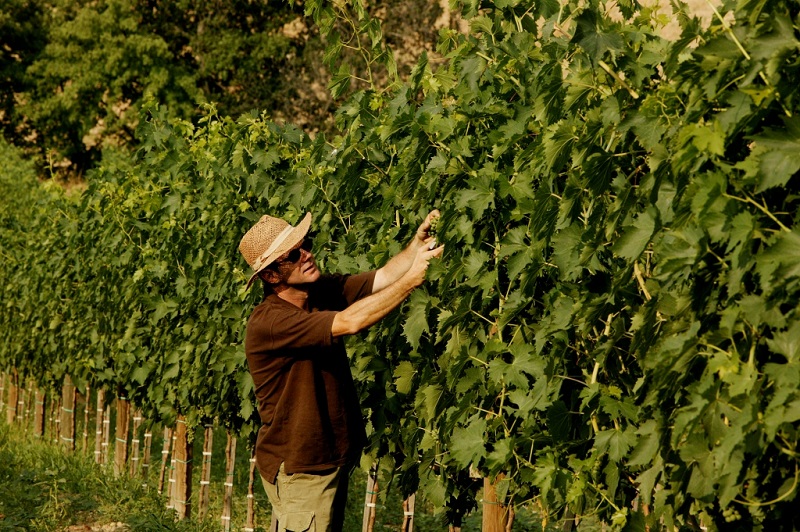 Paolo Beretta In Vigna