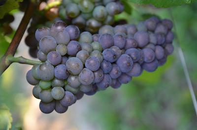 Pinot Grigio