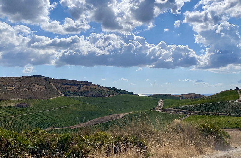 Planeta Panorama Sui Vigneti