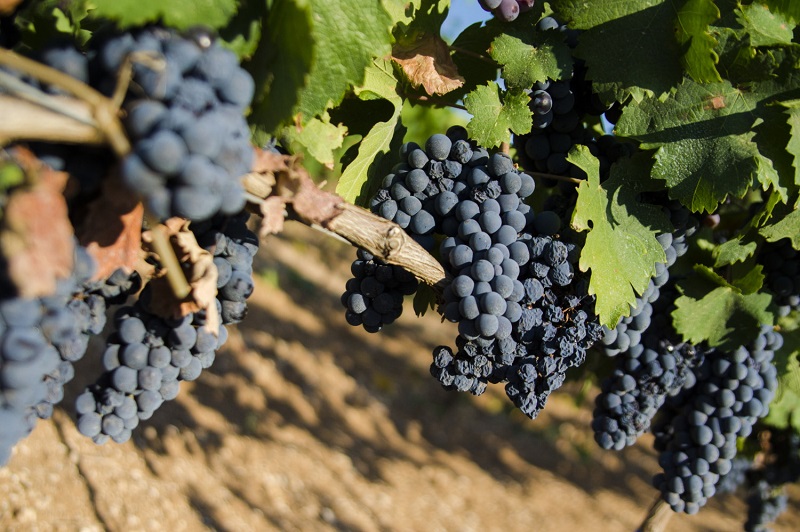 Primitivo