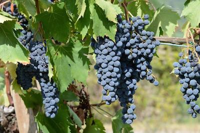 Sangiovese Luva