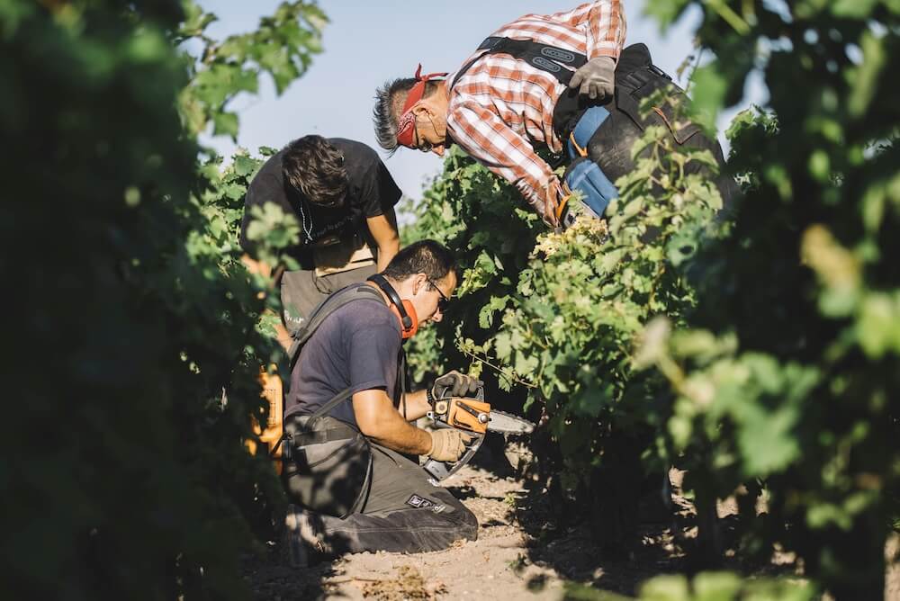 A scuola di dendrochirurgia con i Vine Master Pruners Simonit&Sirch - Summer Edition 2022