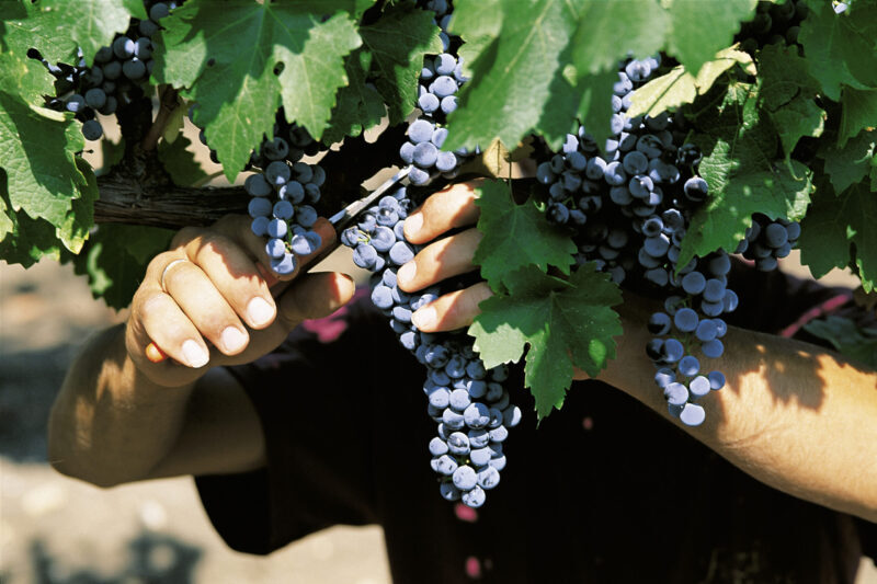 Casa Vinicola Fazio: la vendemmia della ripartenza