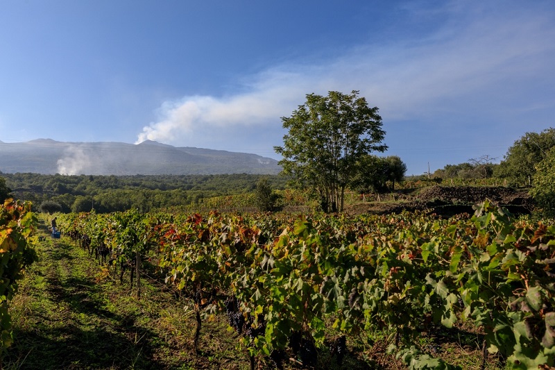 Tascante 2 1024x683 1