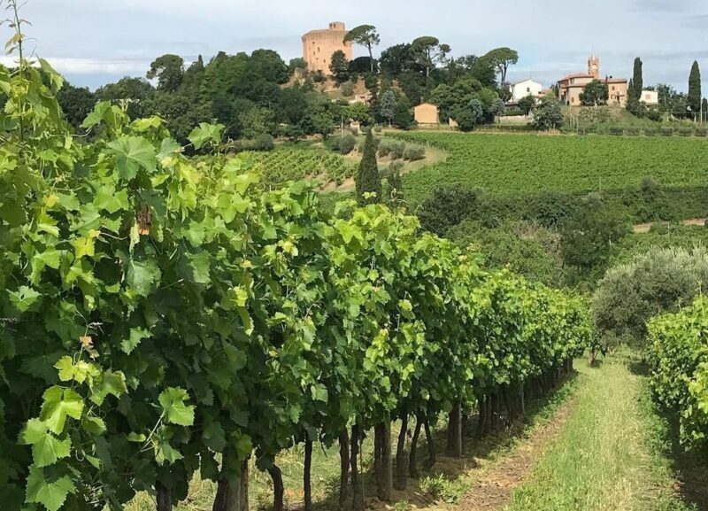 Un Vigneto Di Centesimino Ai Piedi Della Torre Di Oriolo E1614073243710