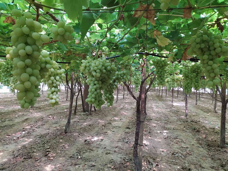 Uva