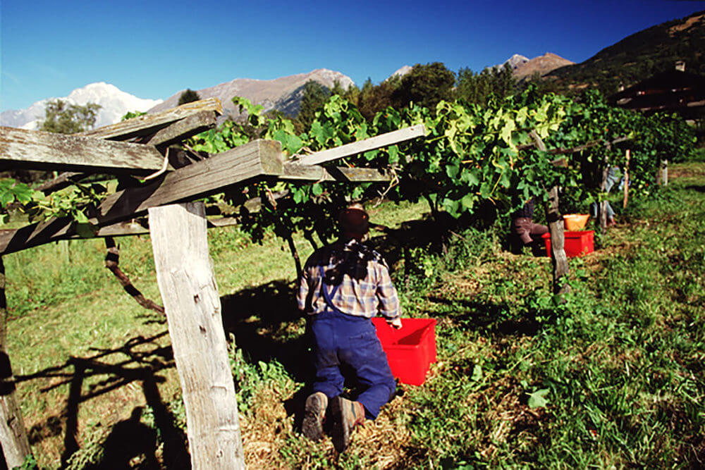 Vendemmia 1