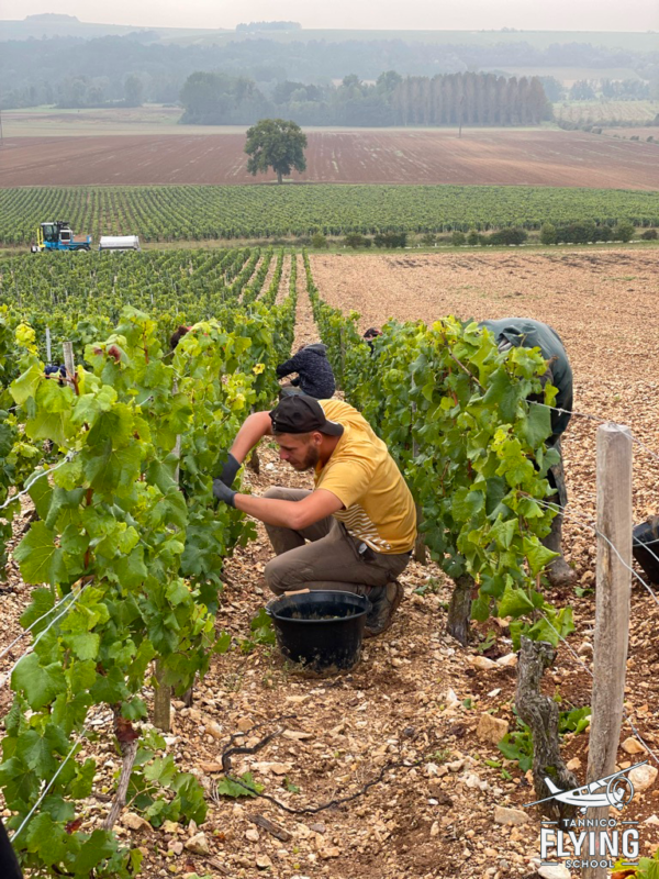 Vendemmia E1645705583503