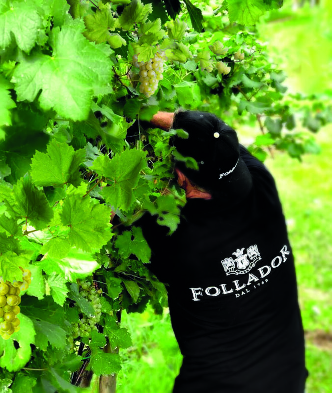 Vendemmia Eroica Nei Vigneti Di Famiglia E1607951855702