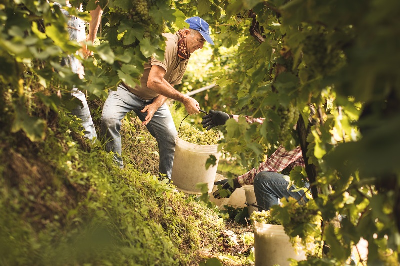 Conegliano Valdobbiadene Prosecco Superiore Docg: da metà settembre inizia la vendemmia 2019 nel segno della qualità