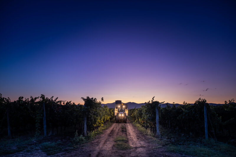 Vendemmia In Notturna Scaled E1624544600184